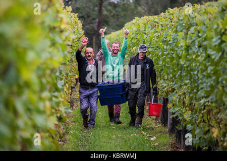 L'ultimo turno del giorno, ognuno è felice di essere finito - lavoratori stagionali provenienti dalla Romania inizia a raccogliere il pinot nero al Redfold vigna che produce Ambriel, inglese vini spumanti in East Sussex. Foto Stock