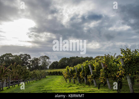 I lavoratori stagionali provenienti dalla Romania inizia a raccogliere il pinot nero al Redfold vigna che produce Ambriel, inglese vini spumanti in East Sussex. Foto Stock