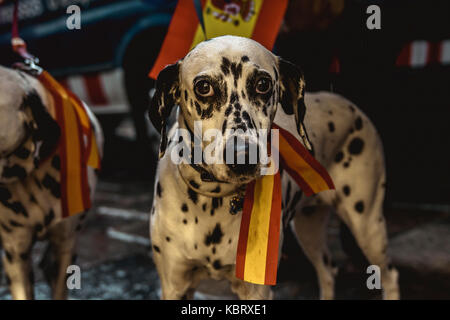 Barcellona, Spagna. Trentesimo Sep, 2017. Un dalmatian indossa i colori di spagnolo durante un anti-indipendenza dimostrazione alla vigilia di un progetto di secessione referendum a ottobre1st. Spagna la Corte costituzionale ha sospeso il referendum catalano legge dopo che il governo centrale ha sfidato nei cortili credito: Matthias oesterle/alamy live news Foto Stock