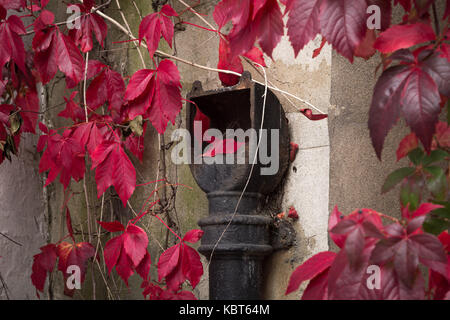 Londra, Regno Unito. 1 Ott 2017. Regno Unito Meteo: primo giorno di ottobre porta l'intenso autunno colori rosso di edera giapponese (o Boston ivy) a ovest di Londra. Credito: Guy Corbishley/Alamy Live News Foto Stock