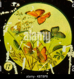 Farfalle Tafel V immagine 17 Foto Stock