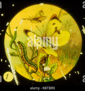 Farfalle Tafel immagine I 1 Foto Stock