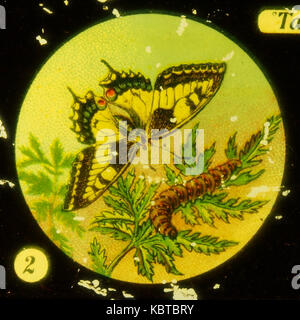 Farfalle Tafel immagine I 2 Foto Stock