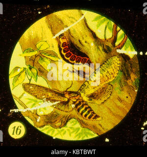 Farfalle Tafel IV immagine 16 Foto Stock