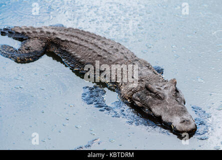 Coccodrillo cubano (Crocodylus rhombifer) in pericolo critico rettile endemica di cuba Foto Stock
