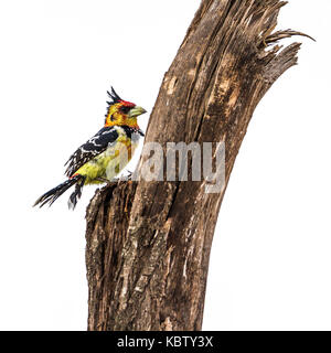 Crested barbet nel parco nazionale di Kruger, sud africa ; specie trachyphonus vaillantii famiglia di ramphastidae Foto Stock