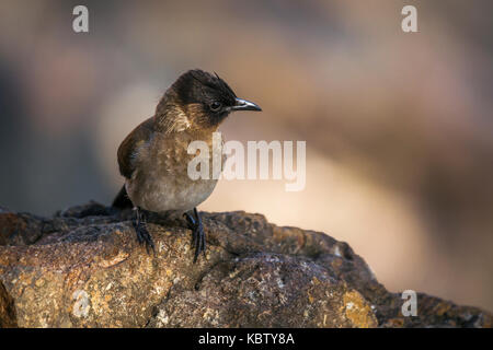 Dark-capped bulbul nel parco nazionale di Kruger, sud africa ;specie pycnonotus tricolore di famiglia di pycnonotidae Foto Stock