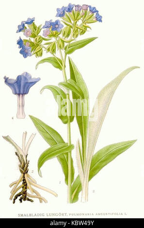 579 Pulmonaria angustifolia Foto Stock