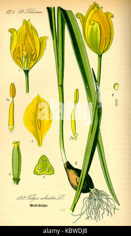 Un'illustrazione della Tulipa sylvestris, comunemente nota come tulipano selvatico, che mostra le sue caratteristiche distintive e la bellezza naturale. L'immagine evidenzia i dettagli botanici della specie. Foto Stock