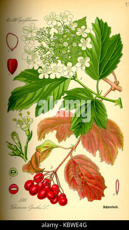 Illustrazione Viburnum opulus0 Foto Stock