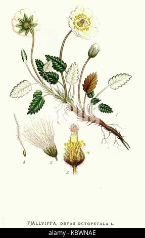 Un'immagine di Dryas octopetala, comunemente nota come la radice artica, evidenziando le sue caratteristiche floreali e ambientali distintive. Foto Stock