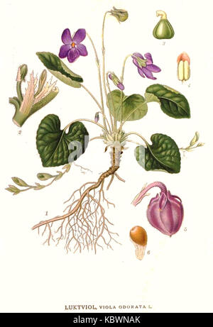 Viola odorata, comunemente nota come viola dolce, è una pianta perenne del genere Viola. È noto per i suoi profumati fiori viola e ha una lunga storia di utilizzo nei profumi e nelle pratiche medicinali. Foto Stock