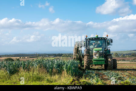 Uomo che guida un trattore che raccoglie porri, East Lothian, Scozia, Regno Unito Foto Stock