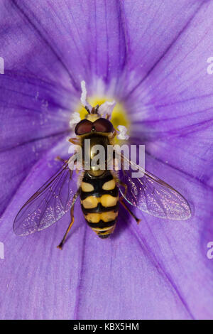 Il giallo e il nero contrassegnato wasp mimare hoverfly migranti, Eupeodes corollae, un nativo del Regno Unito Foto Stock