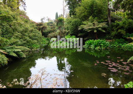 Lasciava grande piantagione esotiche di felci arboree,Gunnera,il bambù e trachycarpus fortunei nella giungla di Heligan, Cornwall, Regno Unito Foto Stock