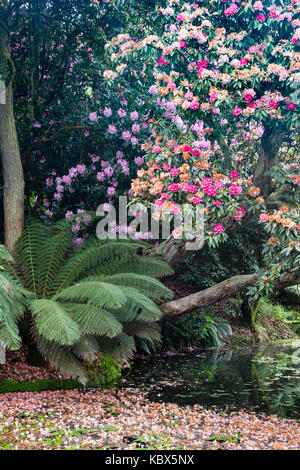 Dicksonia antarctica tree fern si siede sotto tree rododendri nella giungla area a Heligan, Cornwall, Regno Unito Foto Stock