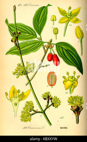 Illustrazione Cornus mas0 Foto Stock