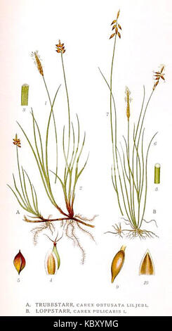 431 Carex obtusata, Carex pulicaris Foto Stock