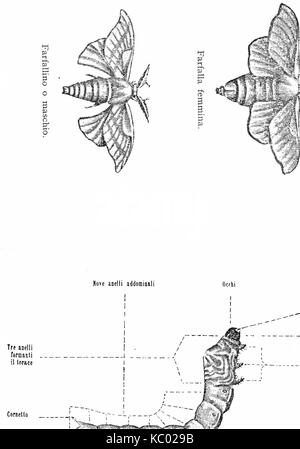 Gioda Il baco da seta,1926 (pagina 82 del raccolto) Foto Stock