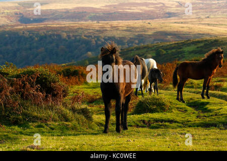 Meltor dartmoor Foto Stock