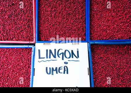 Bacche Lingon in vendita su un mercato all'aperto di Umea, Svezia Foto Stock