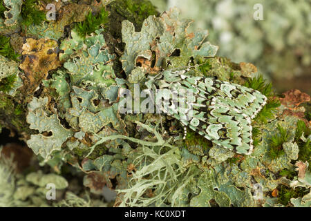 Merveille du Jour Tarma Dichonia aprilina, mimetizzata su lichen, Monmouthshire, Settembre. Foto Stock