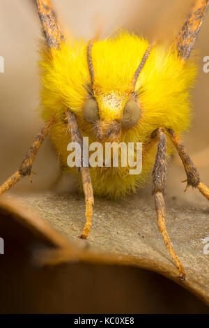 Canarie-spallamento thorn tarma Ennomos alniaria, Monmouthshire, Settembre. Famiglia Geometridae. Focus-immagine sovrapposta. Foto Stock