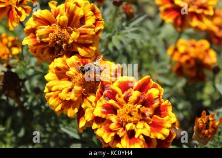 Durango red Le calendule in Lituania Foto Stock