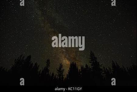 Il cielo di notte nella foresta Foto Stock