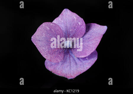 Unico viola fiore ortensie isolata contro il nero Foto Stock