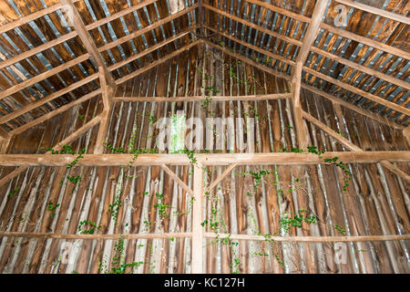 La vista dall'interno di un vecchio fienile con vigneti che crescono i lati Foto Stock