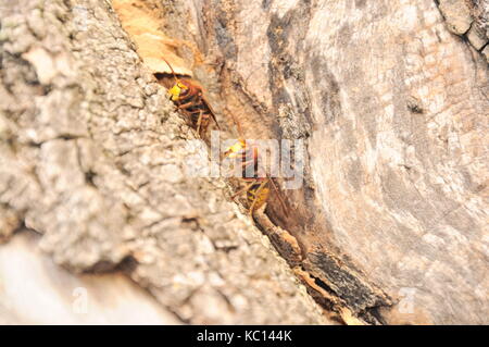 Asian Hornet Foto Stock