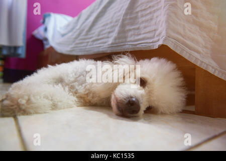 Premuto bianco cane barboncino giaceva sul pavimento della camera accanto al letto Foto Stock