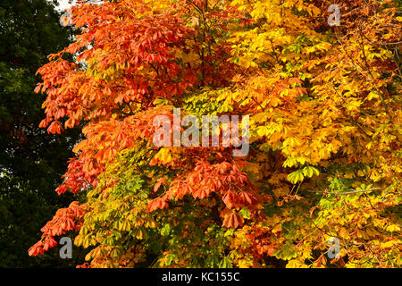 Ippocastano tree (Aesculus hippocastanum) le foglie in autunno, i colori dell'autunno Foto Stock