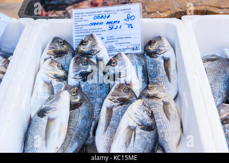 Porta di Primosten, Croazia - 5 Sep, 2017: pesce fresco in casse per la vendita nel porto di Primosten, Dalmazia, Croazia. Foto Stock