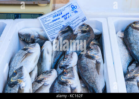 Porta di Primosten, Croazia - Settembre 6, 2017: pesce fresco in casse per la vendita nel porto di Primosten, Dalmazia, Croazia. Foto Stock