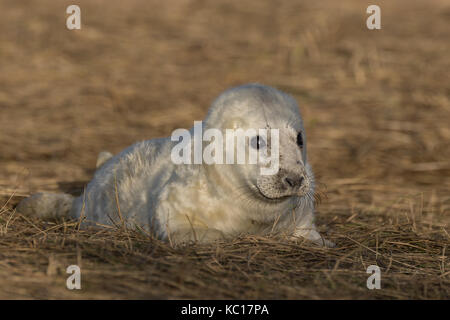 I giovani appena nato guarnizione grigio pup a Donna Nook riserva naturale nazionale in Lincolnshire, Regno Unito Foto Stock