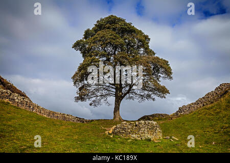 Il divario di Platano albero a winshields sul vallo di Adriano,romano del II secolo fortificazione difensiva, Northumberland, Inghilterra. Foto Stock