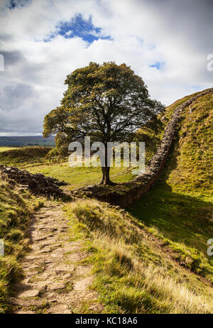 Il divario di Platano albero a winshields sul vallo di Adriano,romano del II secolo fortificazione difensiva, Northumberland, Inghilterra. Foto Stock