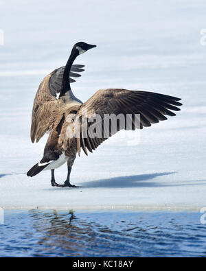 Un canada goose in piedi sul ghiaccio nel lago di stretching e sbattimenti le sue ali per pulire le sue piume, guardando come egli sta conducendo una sinfonia. Foto Stock
