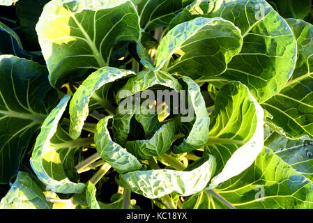 Vista aerea di una vivace e sano brussel germoglio brassica pianta con la luce del sole dorato Foto Stock