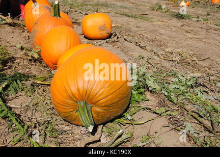 Diverse varietà di zucche Foto Stock