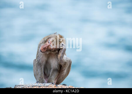 Monkey graffiare la testa, seduto sulla sabbia con lo sfondo del mare Foto Stock