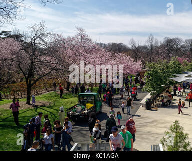 I visitatori e i turisti a piedi attraverso il Brooklyn Botanic Gardens godendo la molla di fiori di ciliegio alberi fioriscono. Foto Stock