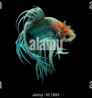 Arte concetto close up bellissimo movimento di 'Corona Verde tail' Betta pesce Foto Stock