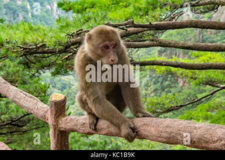 Huangshan breve coda macaque, Macaca thibetana huangshanensis, gialle di montagna, Huangshan, Cina Foto Stock