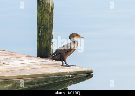 Immaturo bianco-crested cormorant sul dock in Florida. Foto Stock