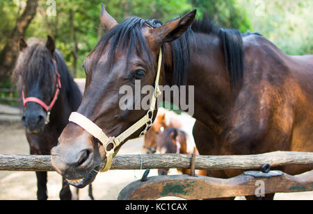 Ritratto di un cavallo marrone close up Foto Stock