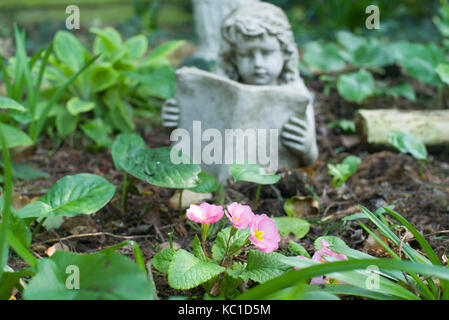 Primula cresce accanto a un ornamento Foto Stock