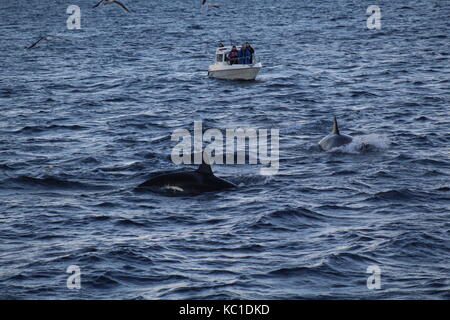 Barche a guardare le balene in superficie in fiordi da Tromso Norvegia Foto Stock